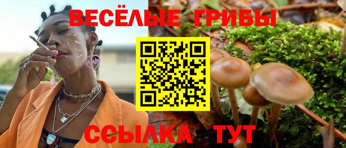 Псилоцибиновые грибы Psilocybine cubensis Томск